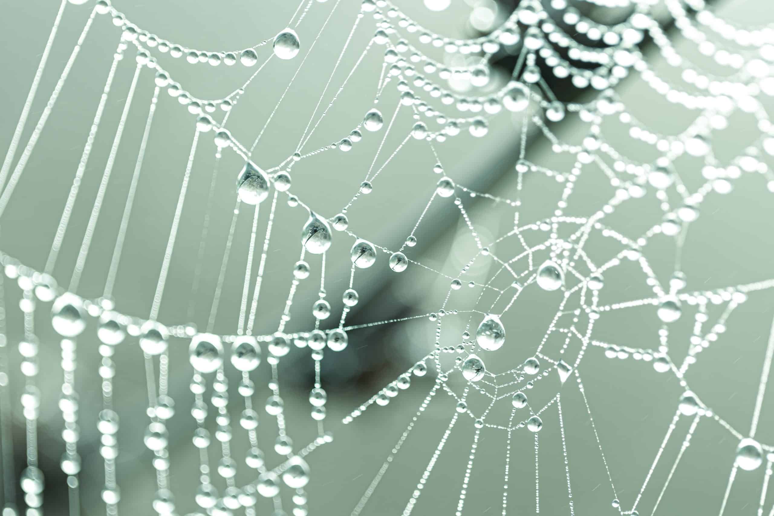 Toile d'arraignée - Demasquer les pièges de l'ennemi de Dieu (la délivrance) - Module Ellel A5